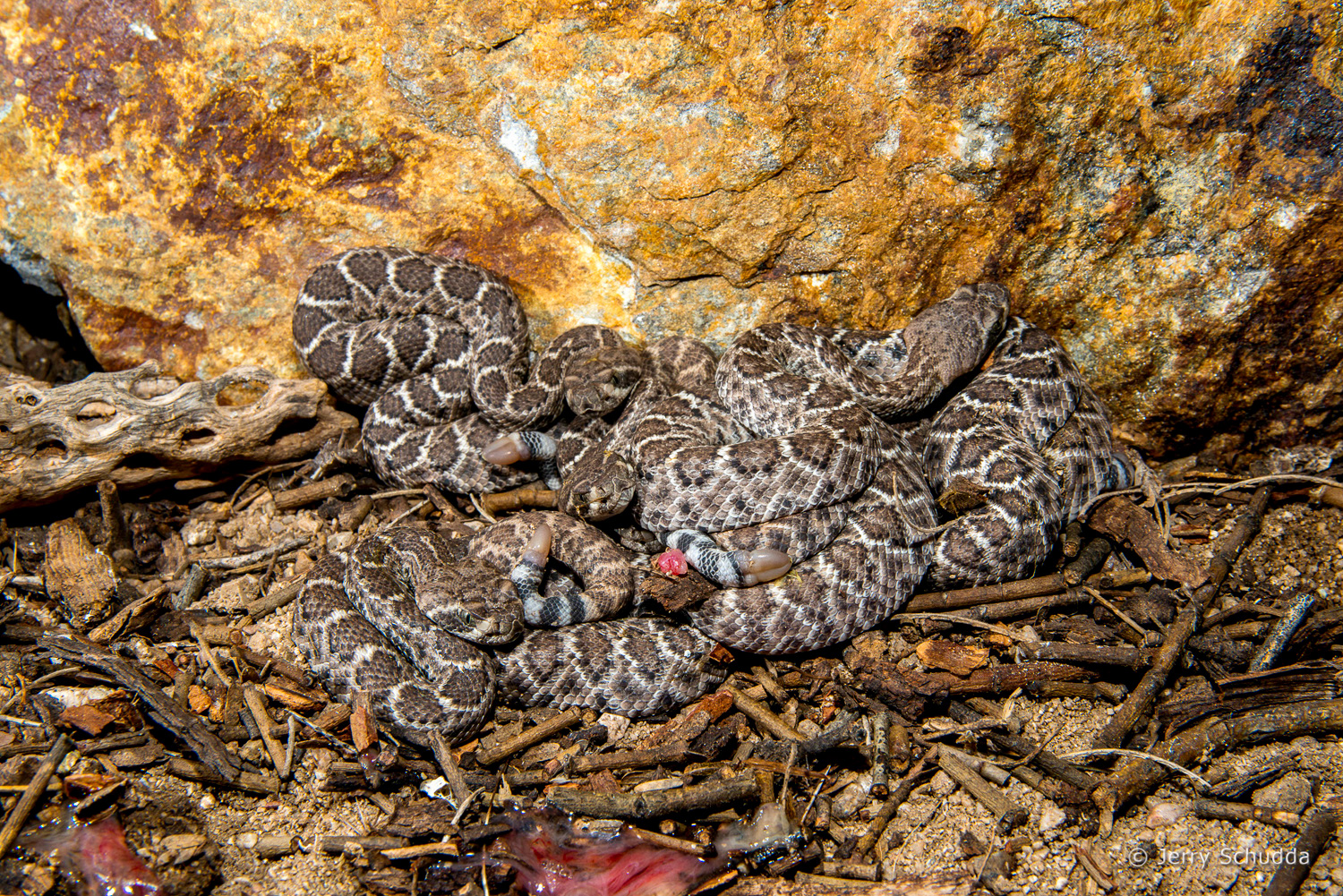 Western Diamondback Rattlesnake  - notice the afterbirth that remains after live ...