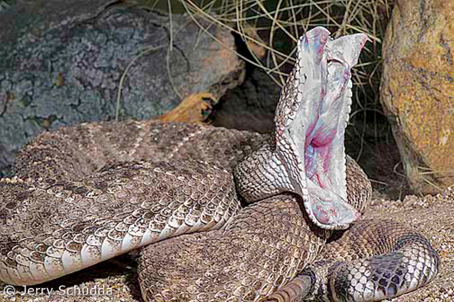 Western Diamondback Rattlesnake 11         