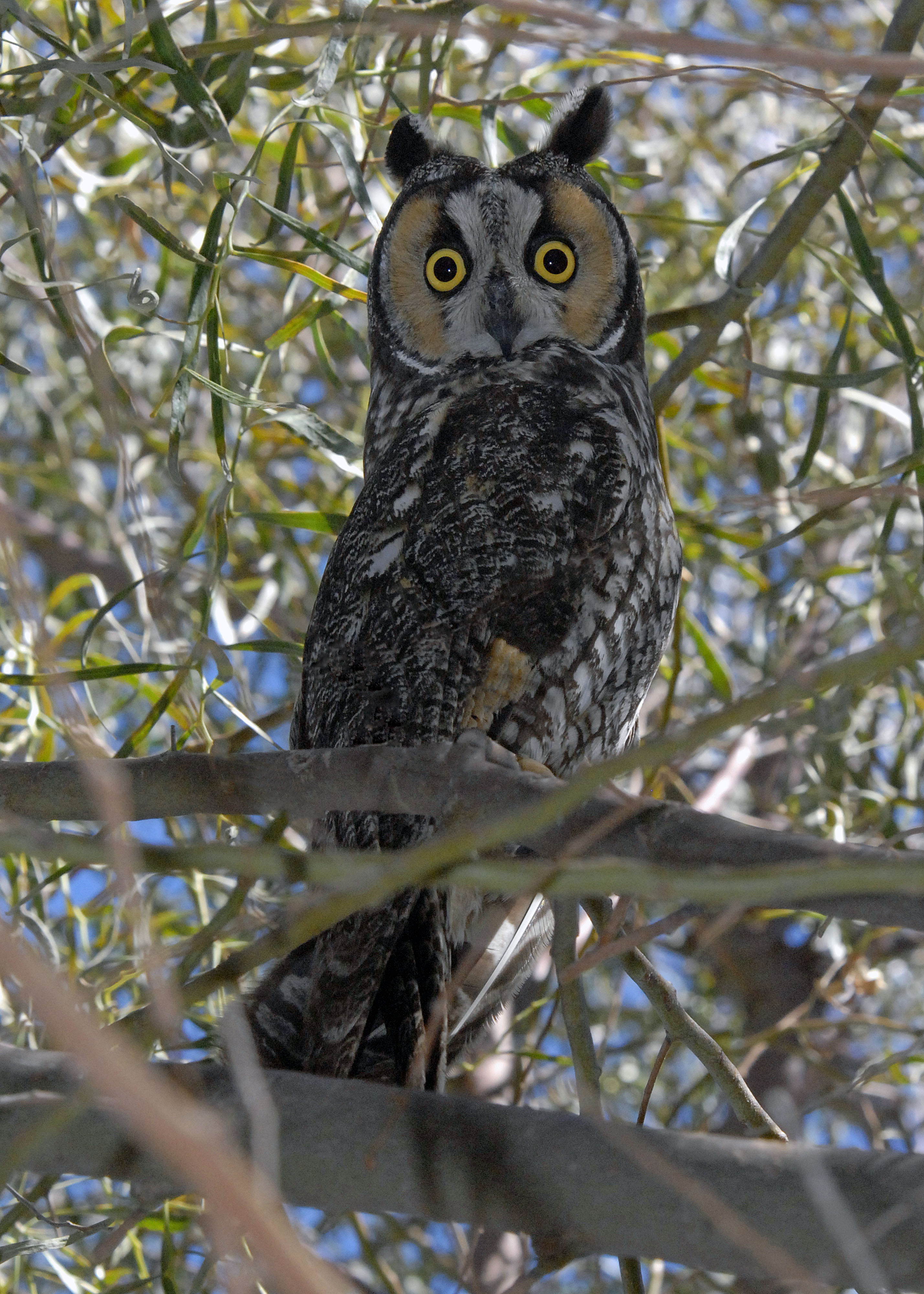 Long-eared Owl           