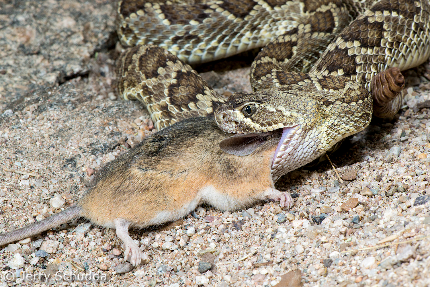 Mohave Rattlesnake           