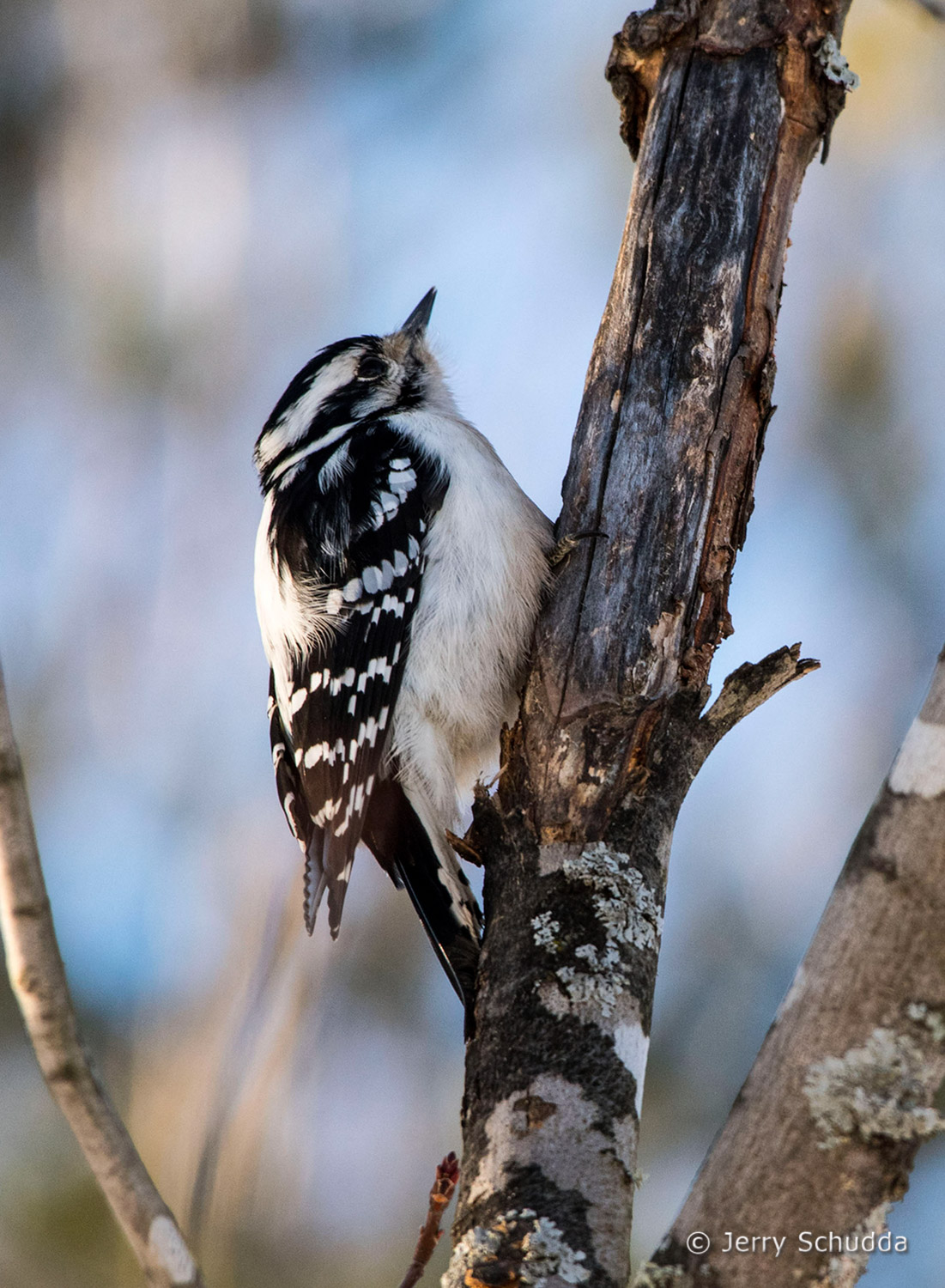 Downy Woodpecker           