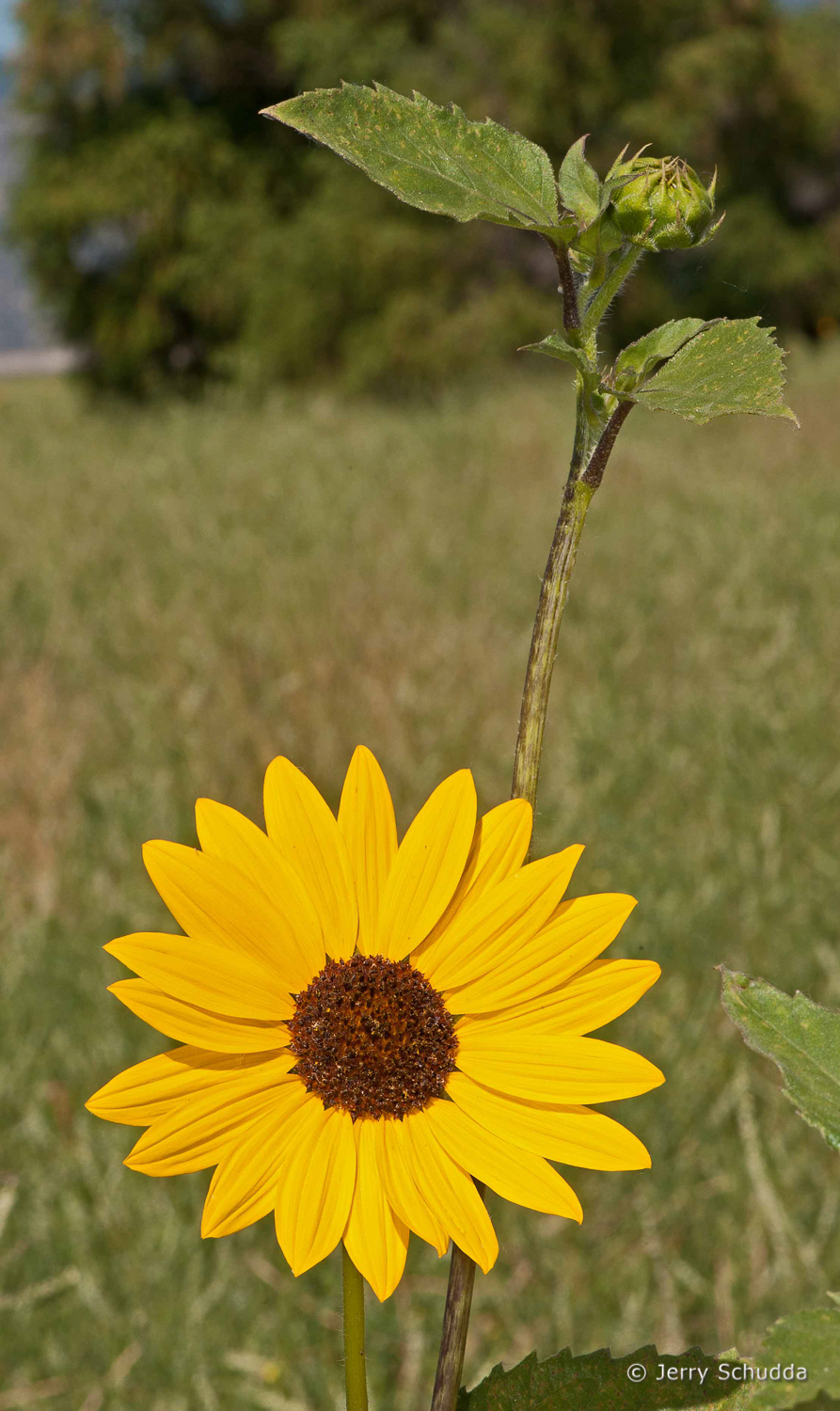 Common Sunflower           