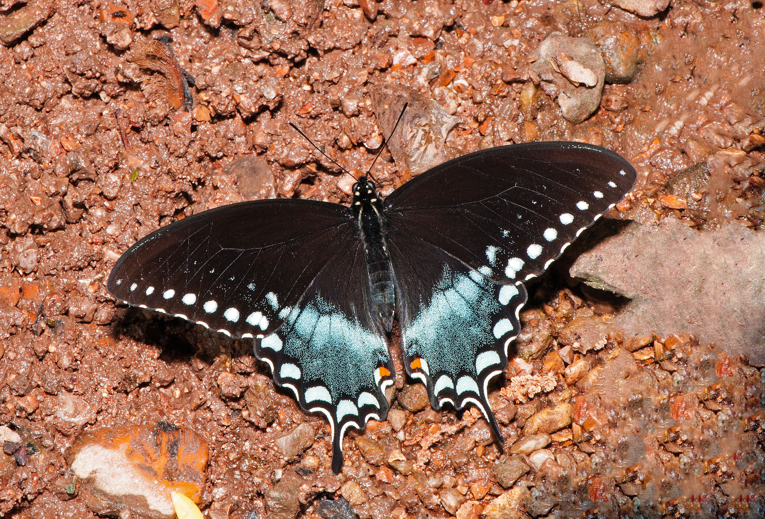 Pipevine Swallowtail           