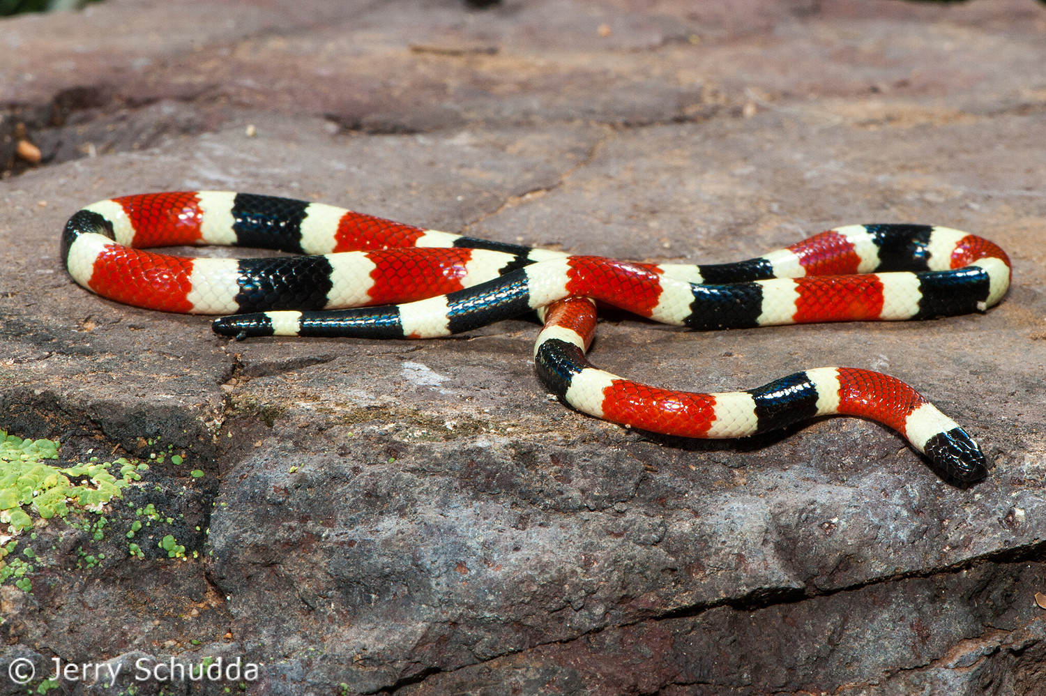 Sonoran Coral Snake 3         