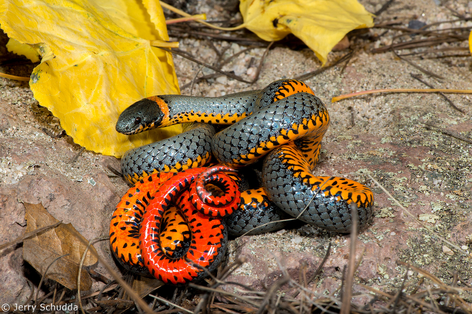 Ring-necked Snake           