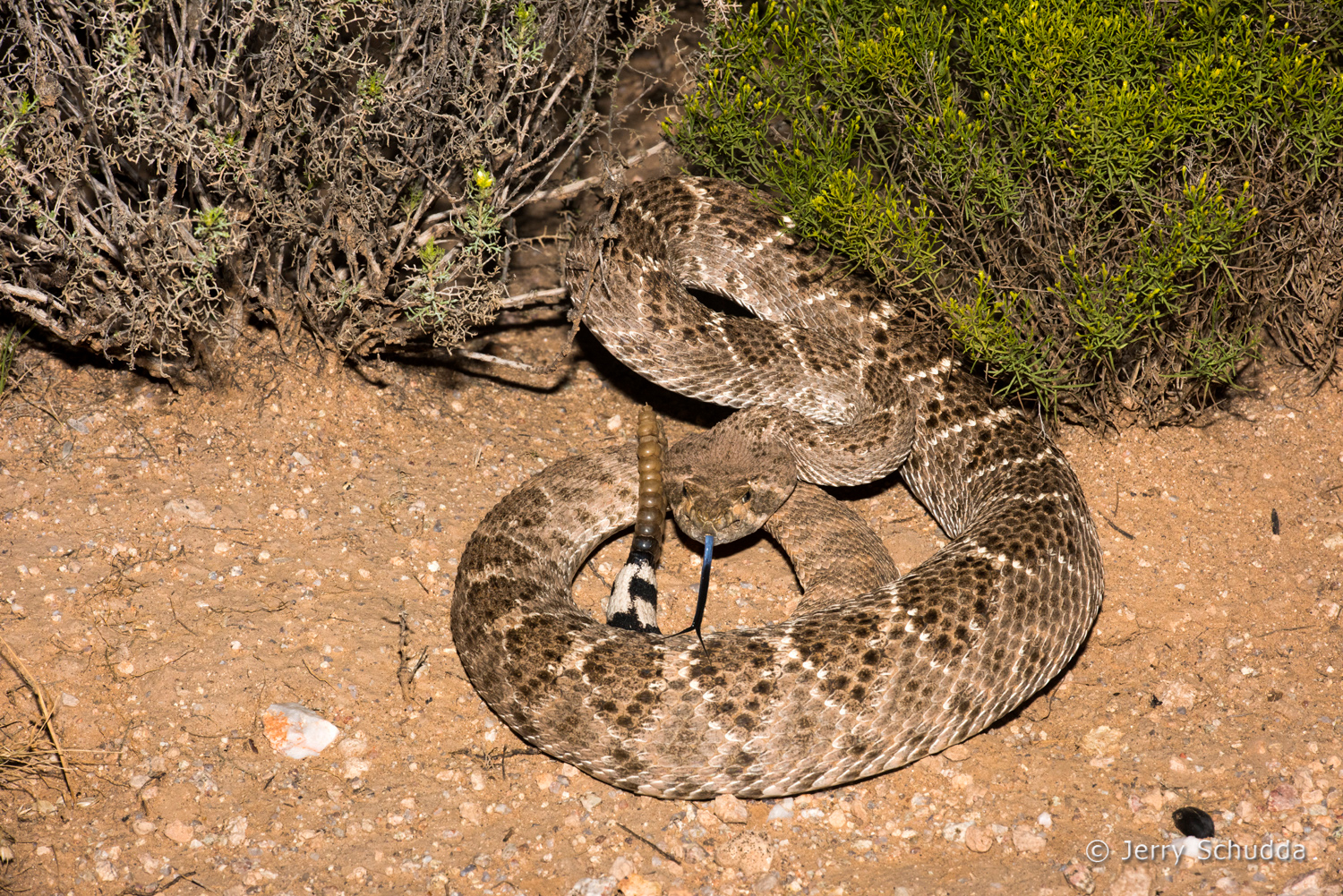 Western Diamondback Rattlesnake 14         