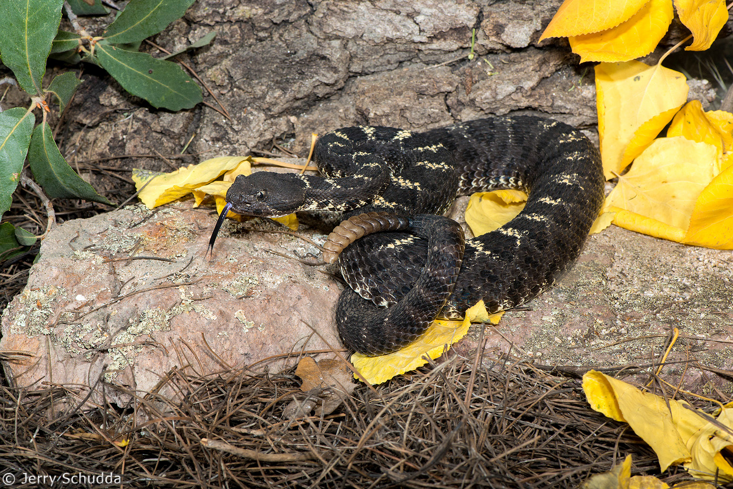 Arizona Black Rattlesnake 6         