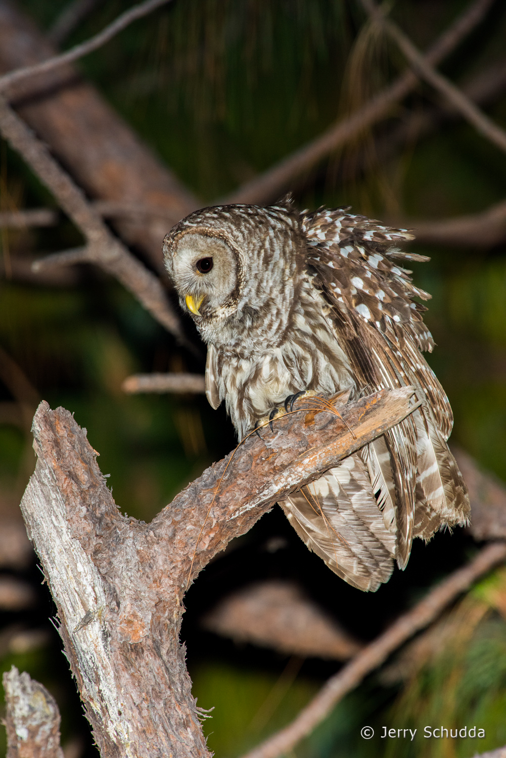 Cinereous Owl 2