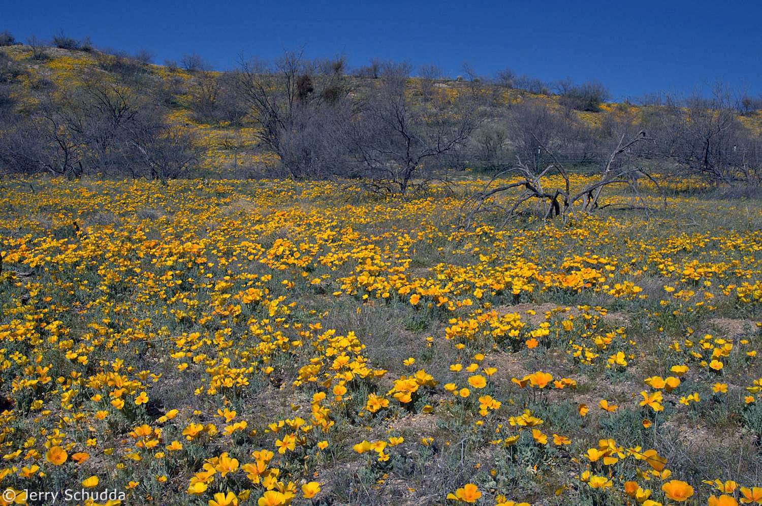 Mexican Gold Poppies  & Mesquite       