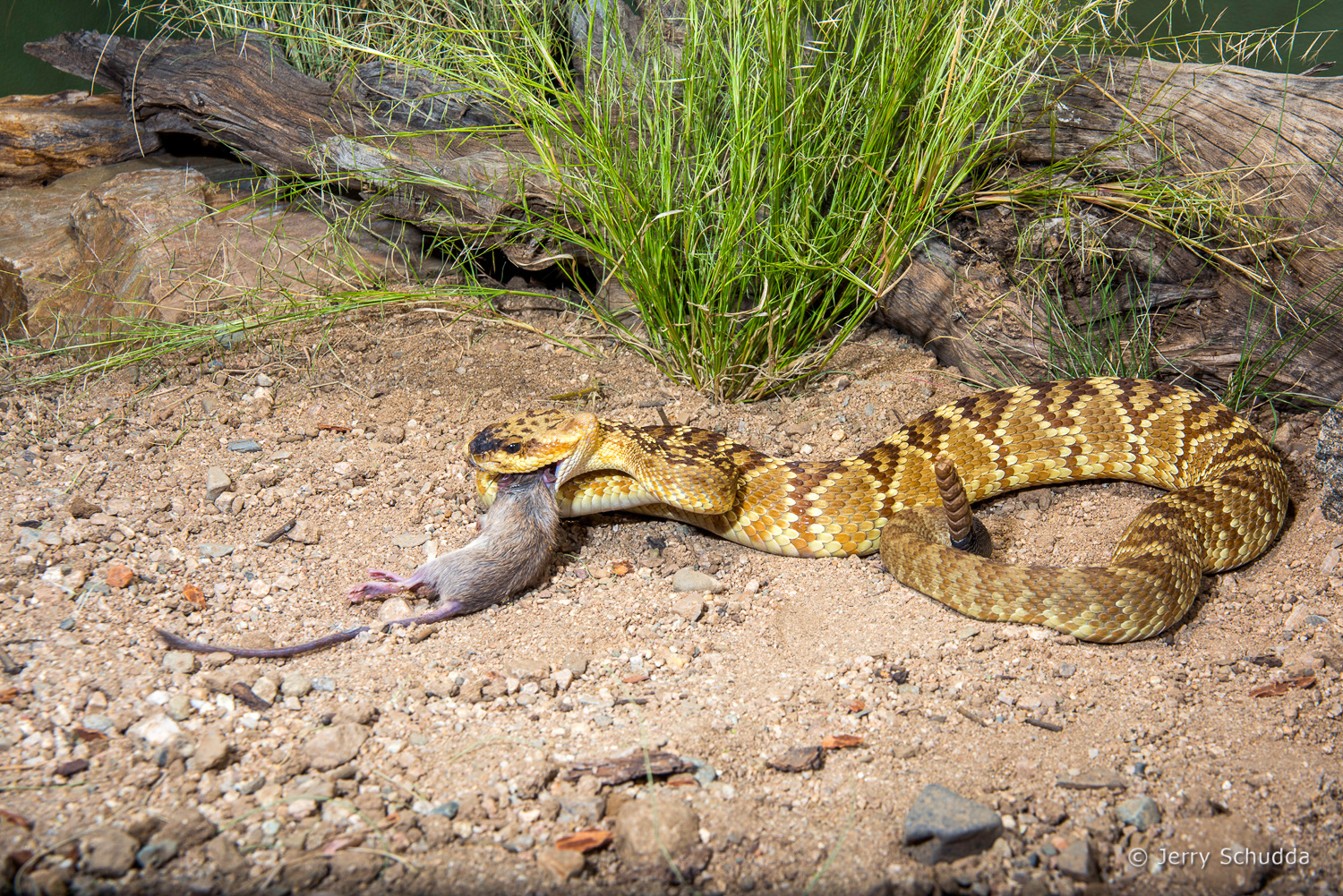 Black-tailed Rattlesnake 02          