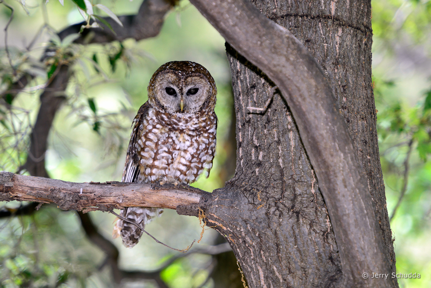 Spotted Owl 2