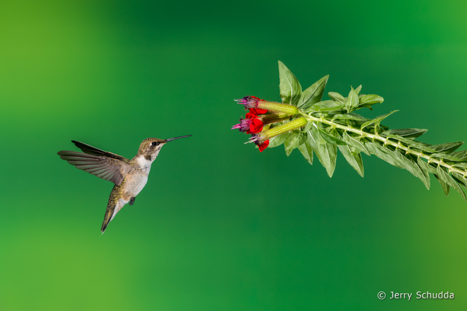 Black-chinned Hummingbird  1