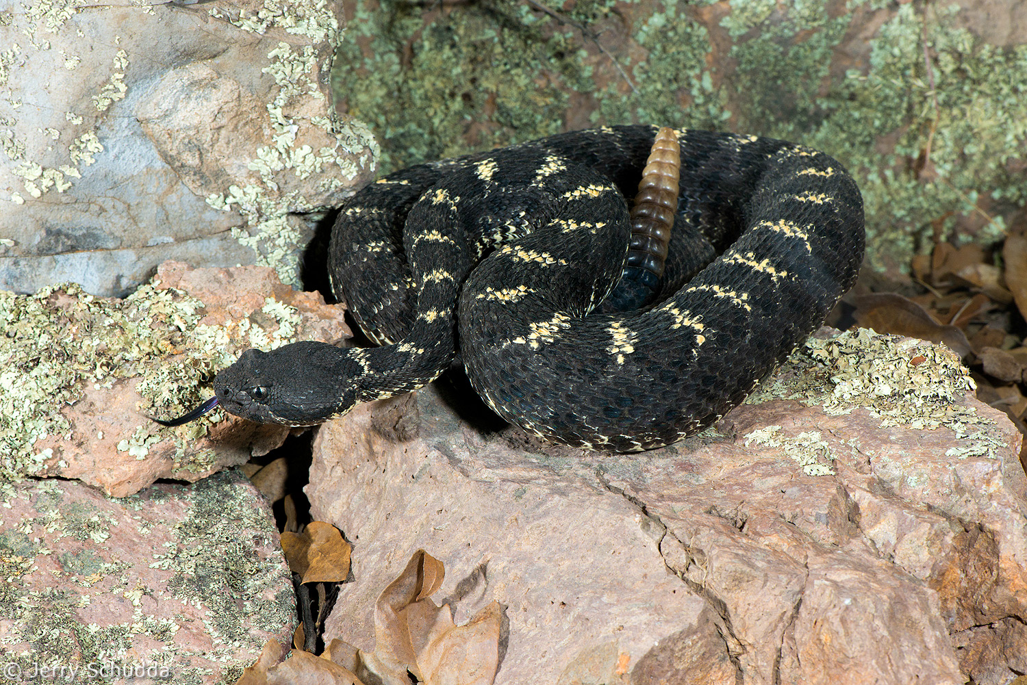 Arizona Black Rattlesnake 3         