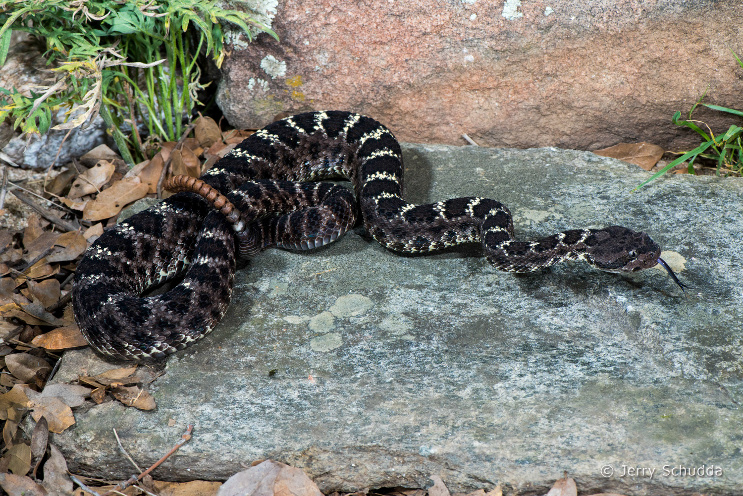 Arizona Black Rattlesnake 13         
