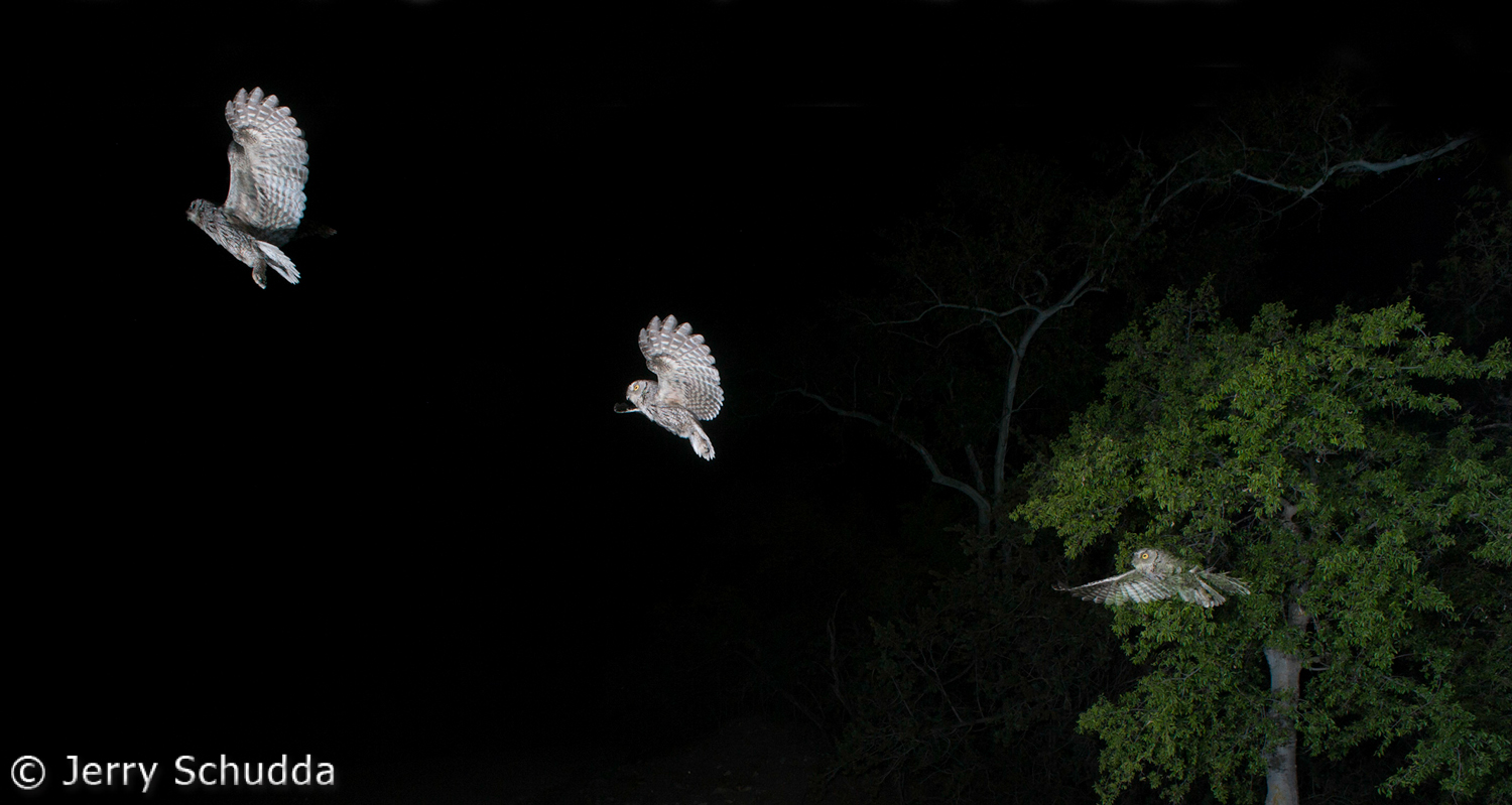 Western Screech Owl flight 3        