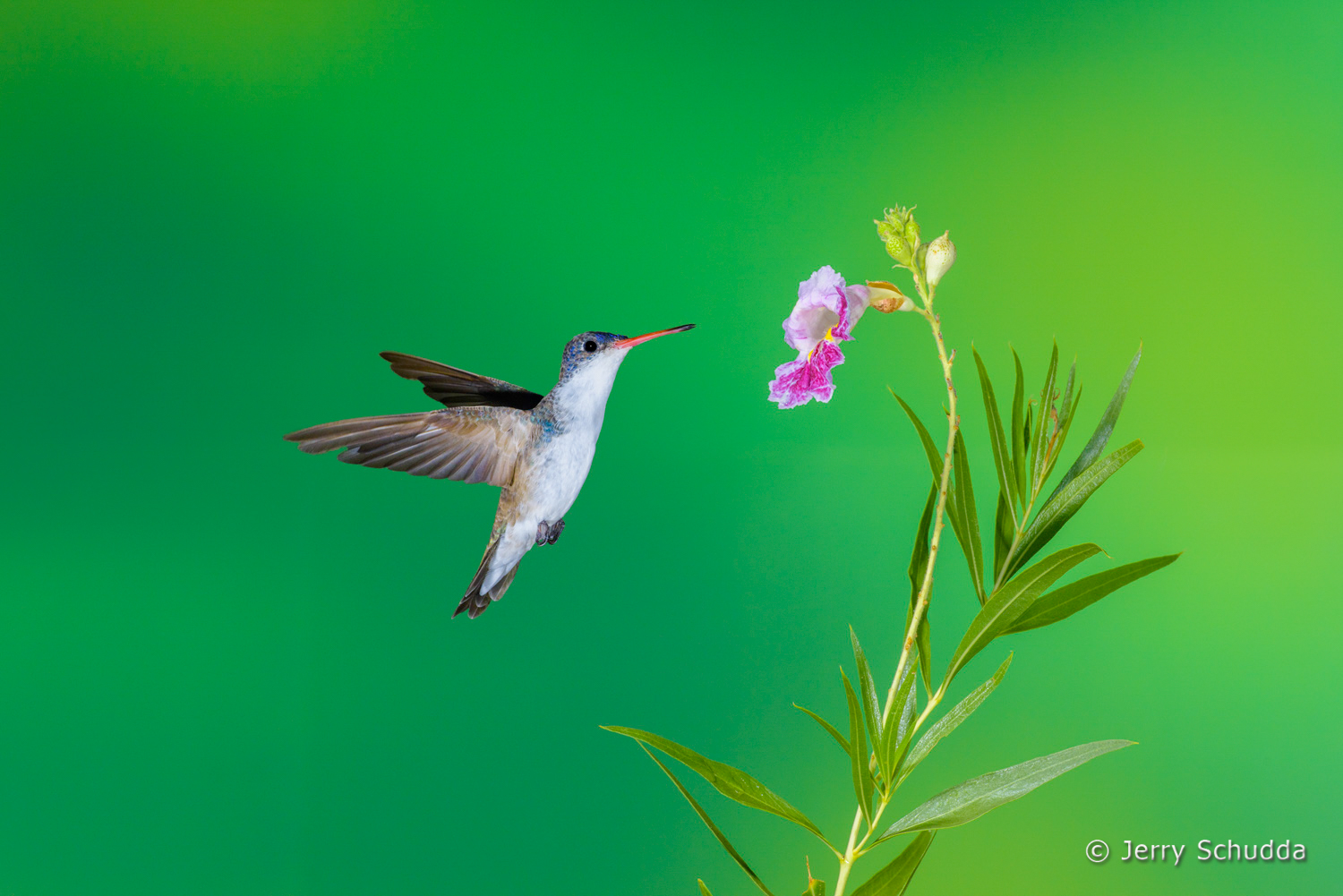 Violet-crowned Hummingbird  3