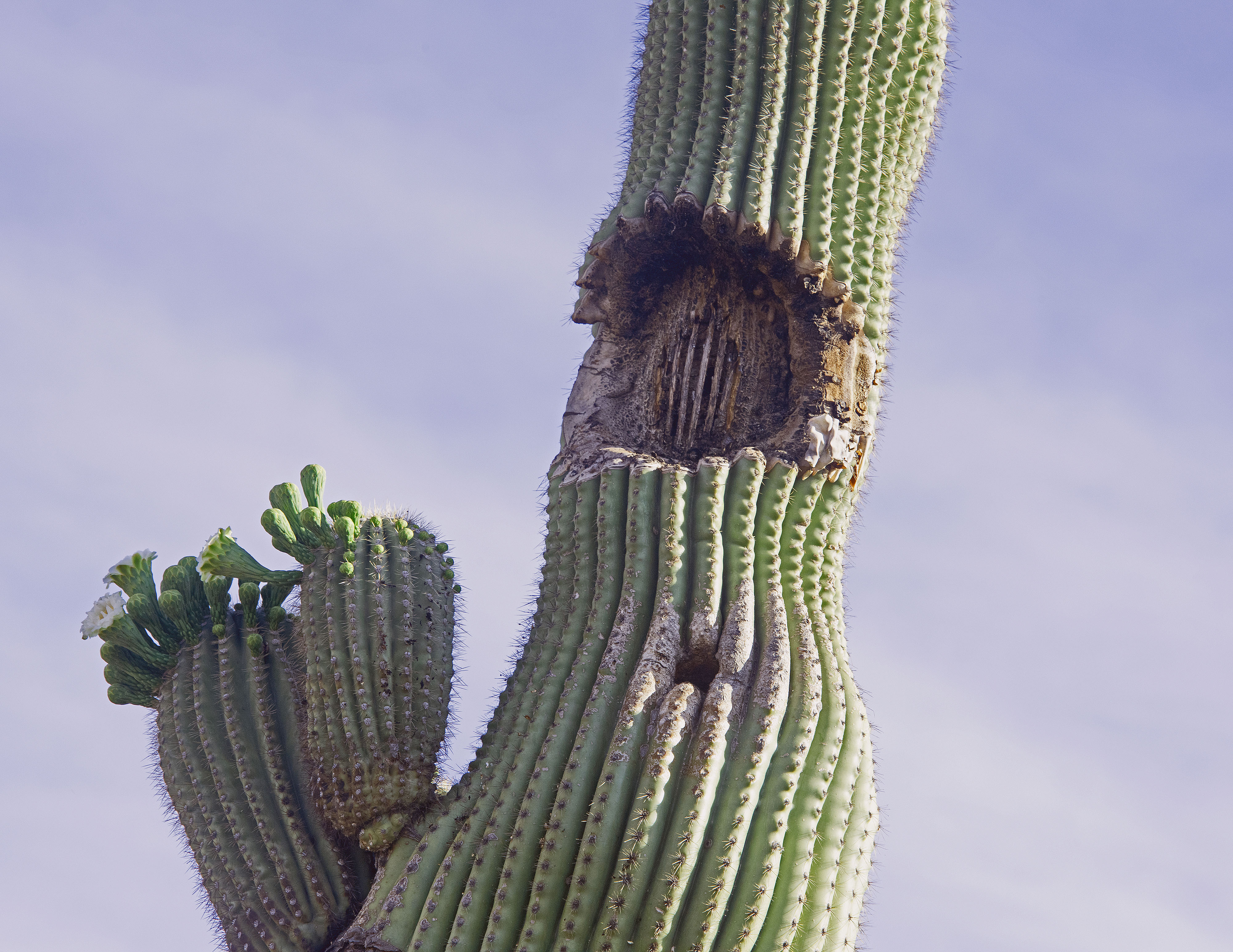 Saguaro Cactus 1          