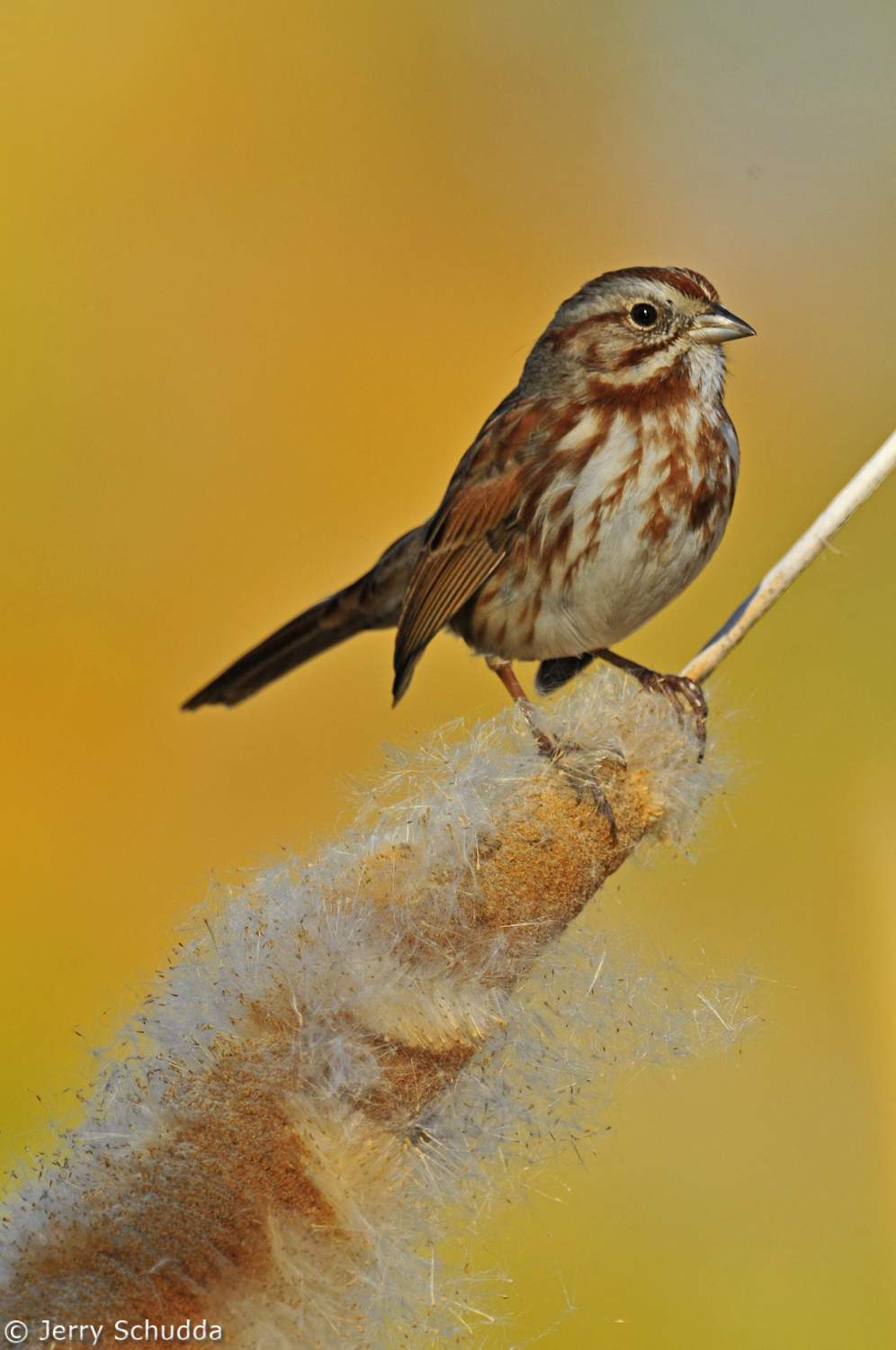 Song Sparrow 1          