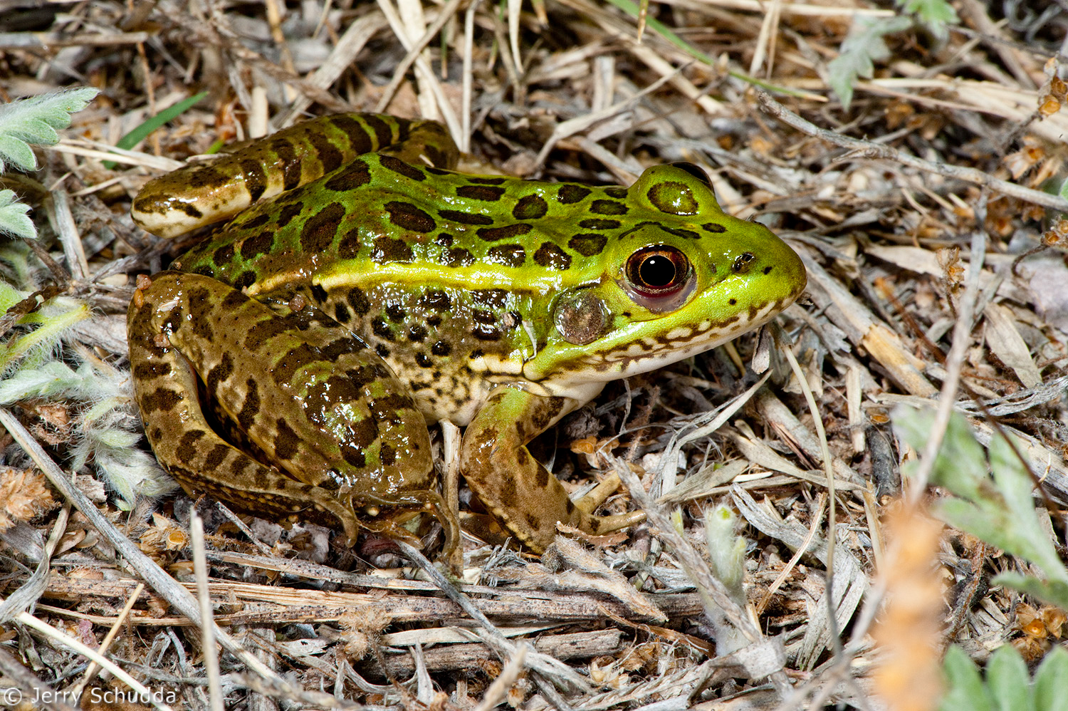 Chiricahua Leopard Frog 1         