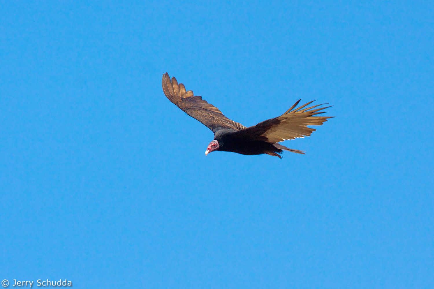 Turkey Vulture 2          