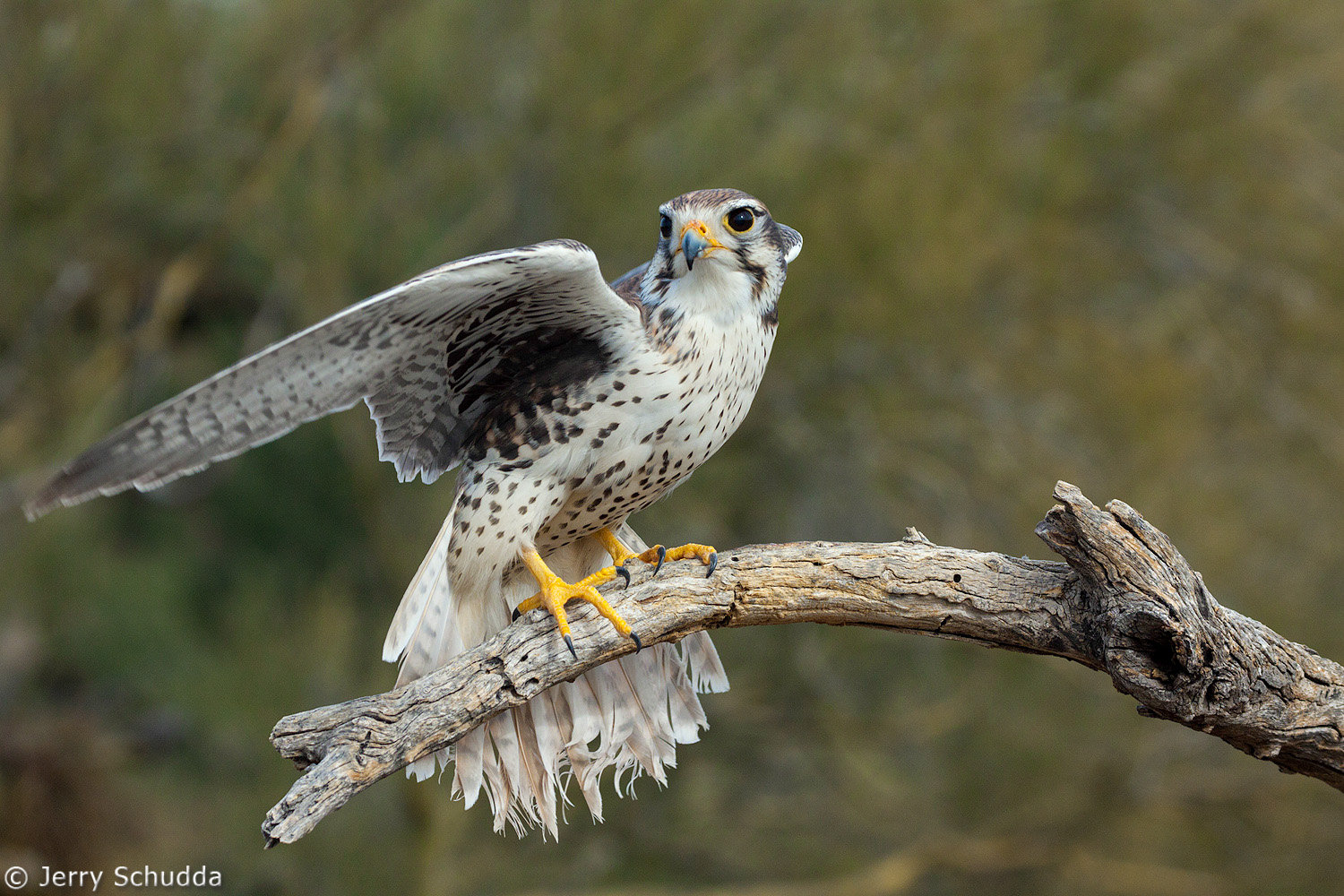 Prairie Falcon 1          