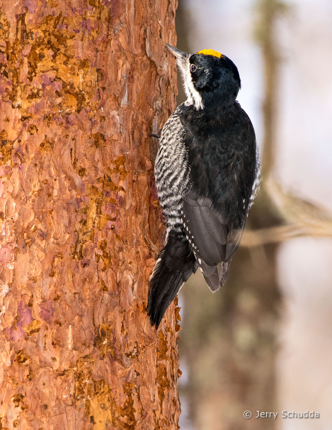 Black-backed Woodpecker 1