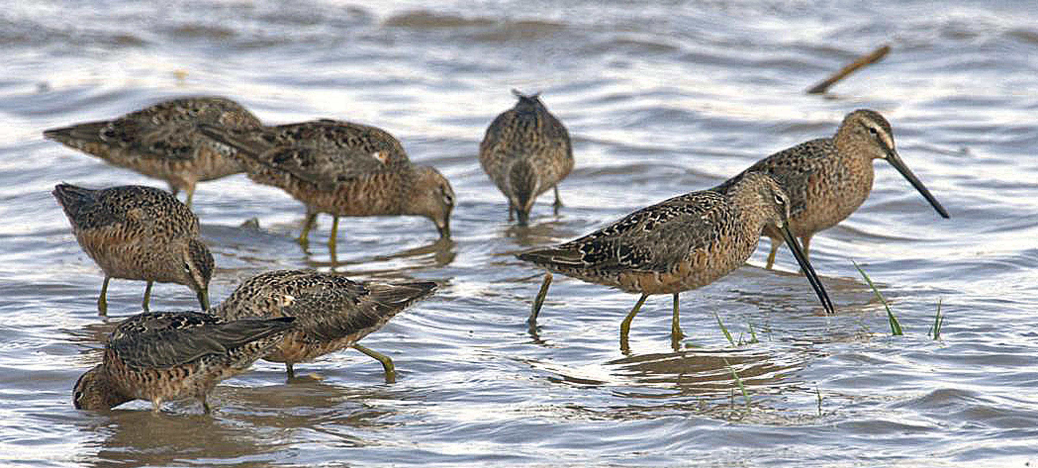 Long-billed Dowitcher           
