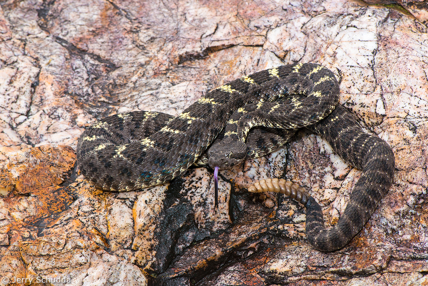Arizona Black Rattlesnake 1         