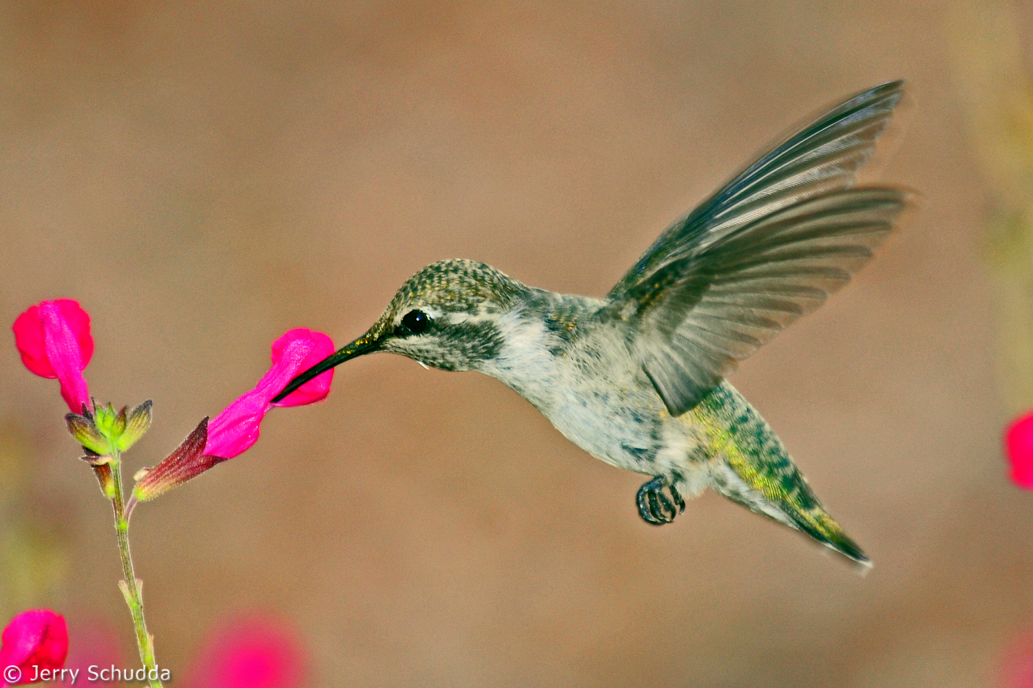 Costa's Hummingbird           
