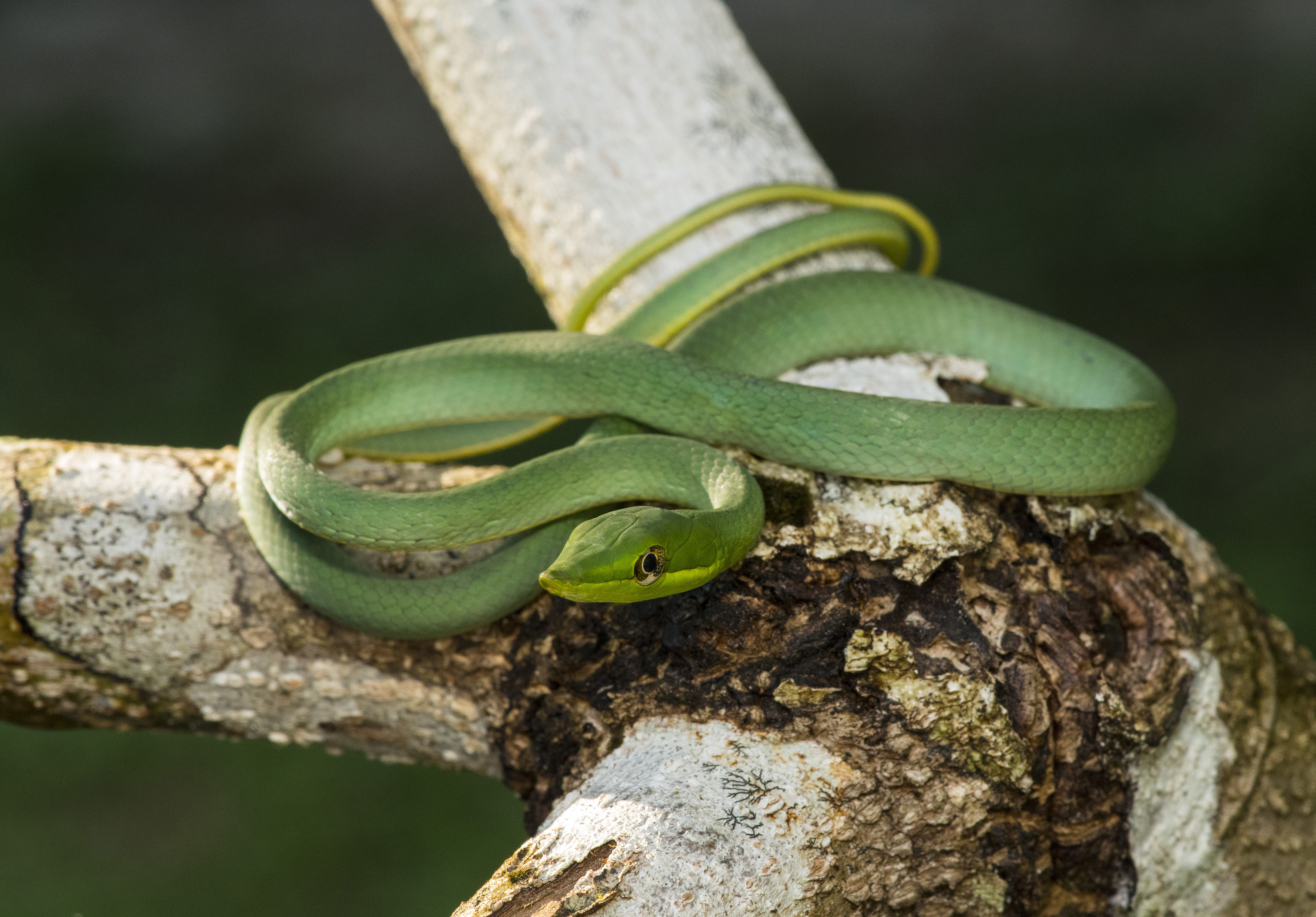 Green Vine Snake-Peru 1         
