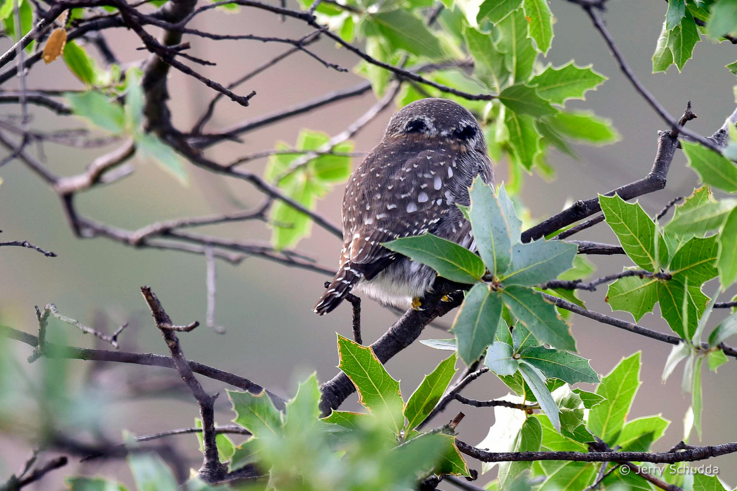 Northern Pygmy Owl 2