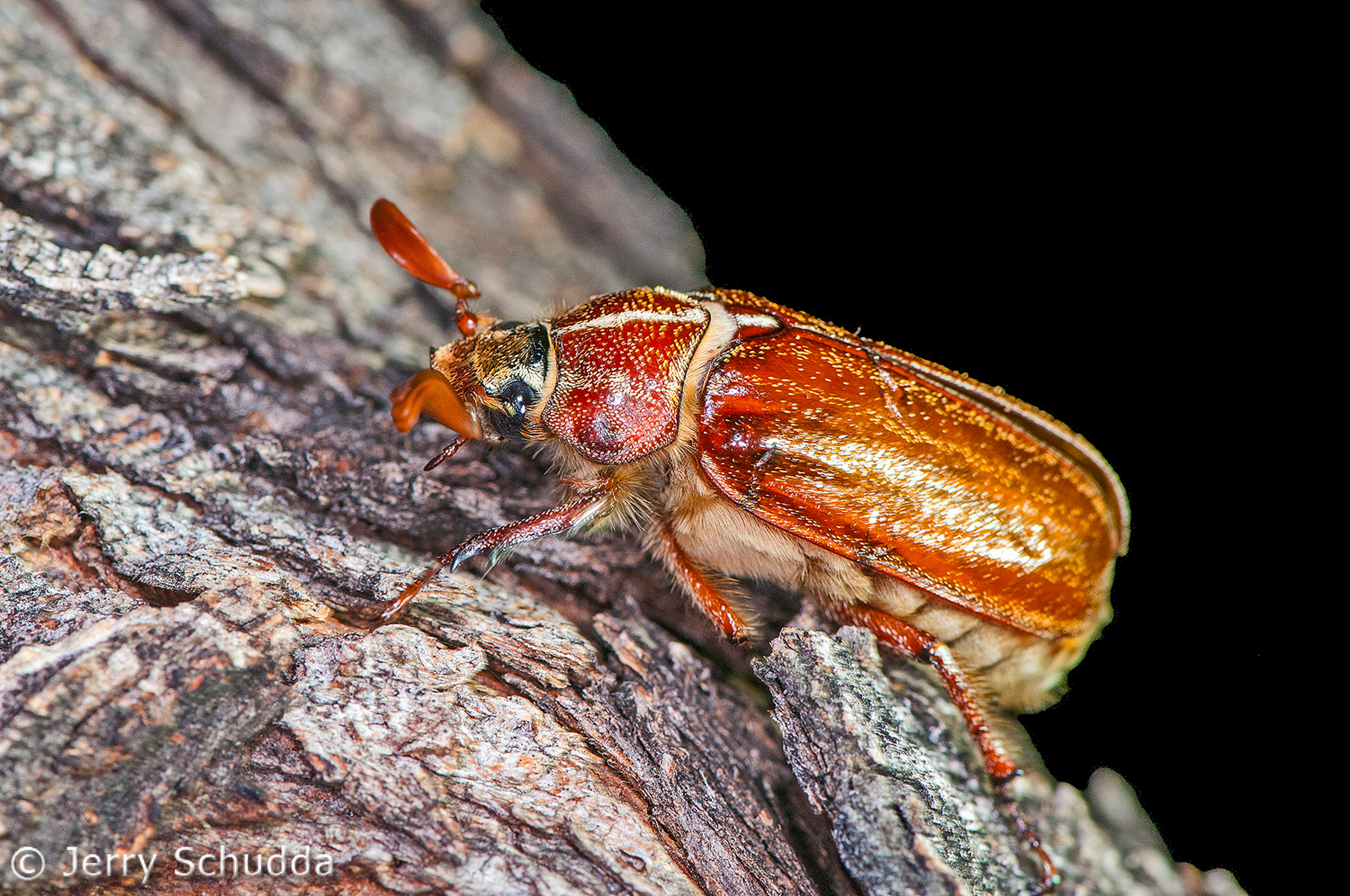 Beetle-Scarab 1           