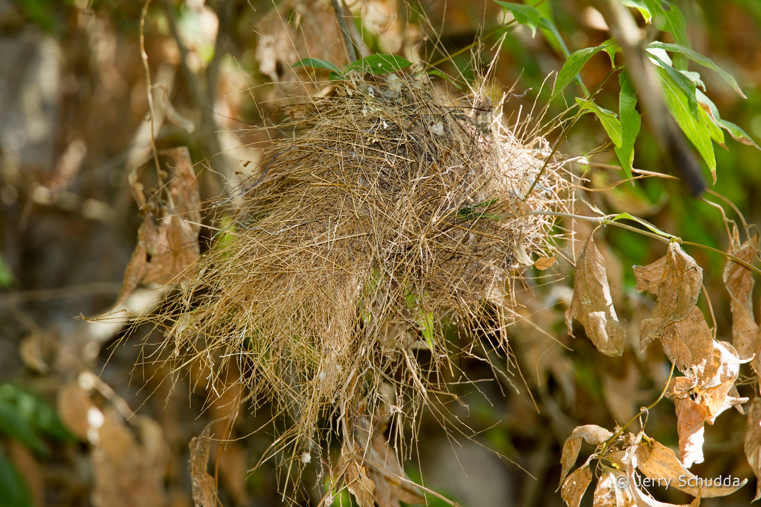 Sinaloa Wren - nest