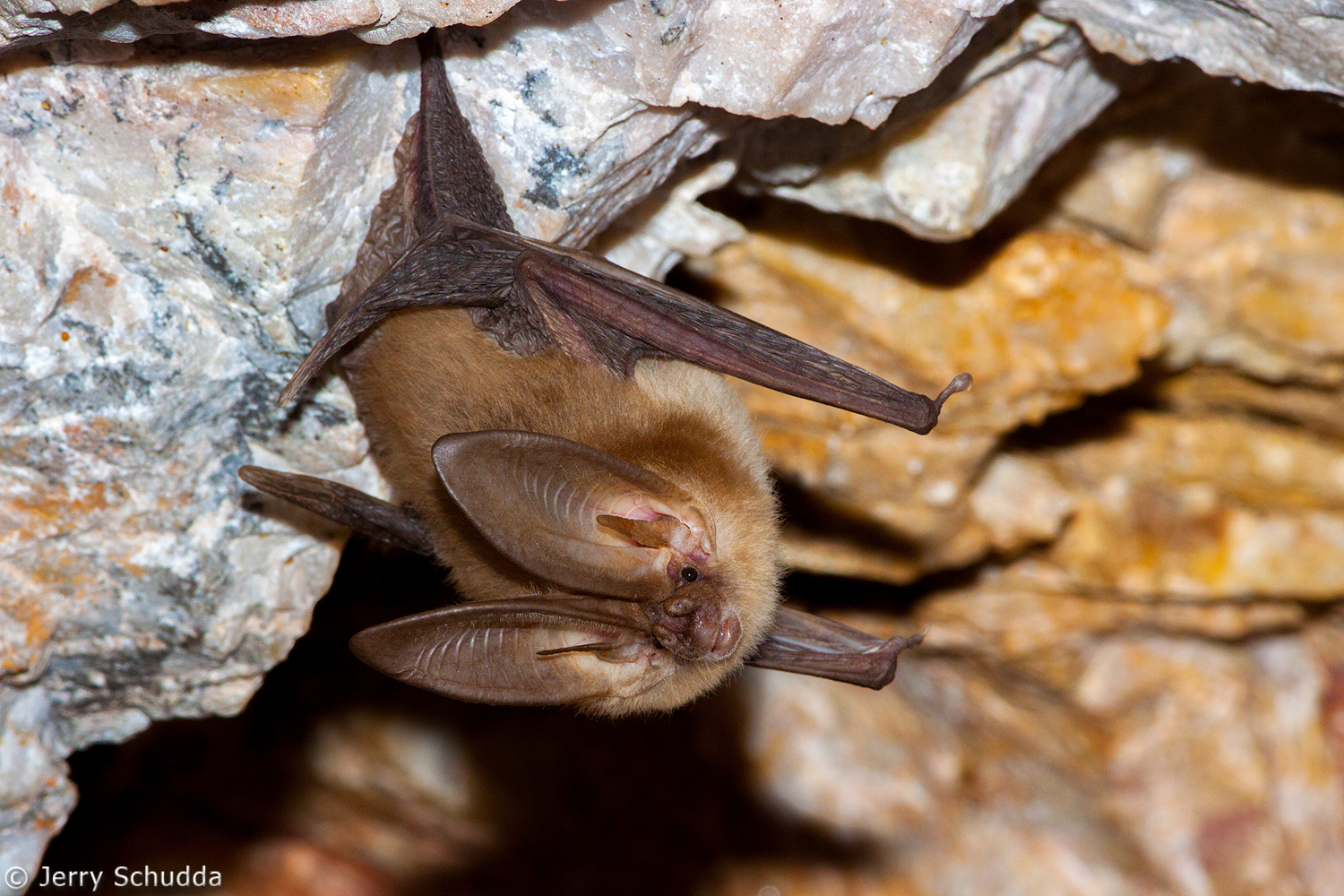Townsend's Big-eared Bat 2         