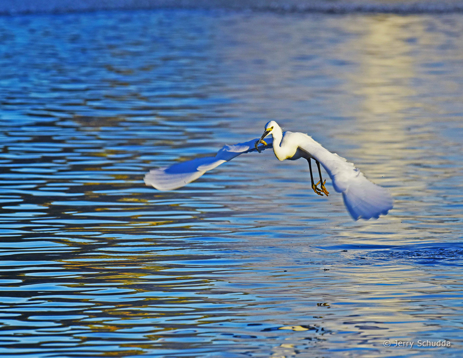 Snowy Egret 6          