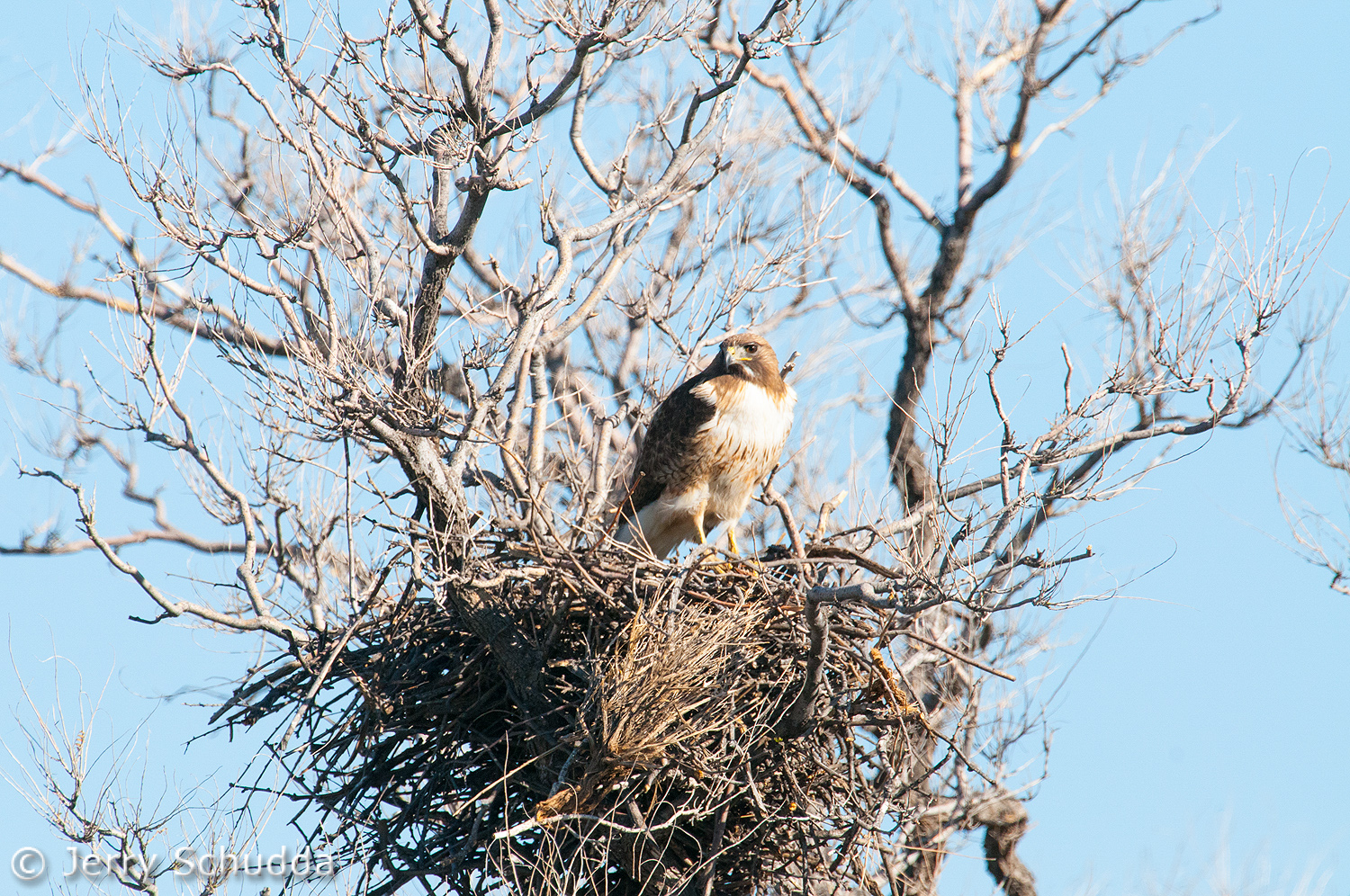 Red-tailed Hawk at nest 2        
