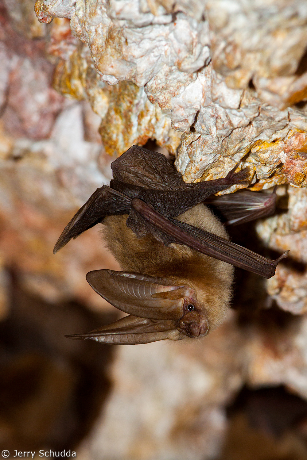 Townsend's Big-eared Bat          