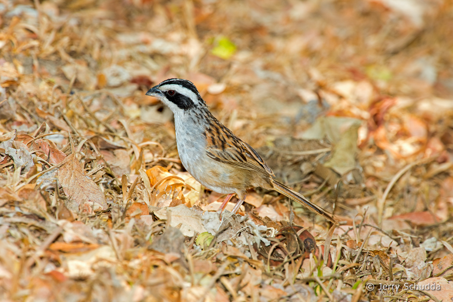 Stripe-headed Sparrow 6          