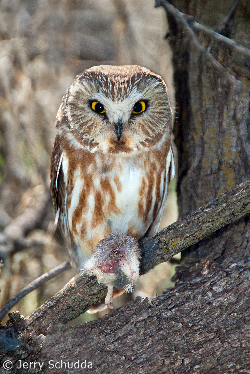 Northern Saw-whet Owl          
