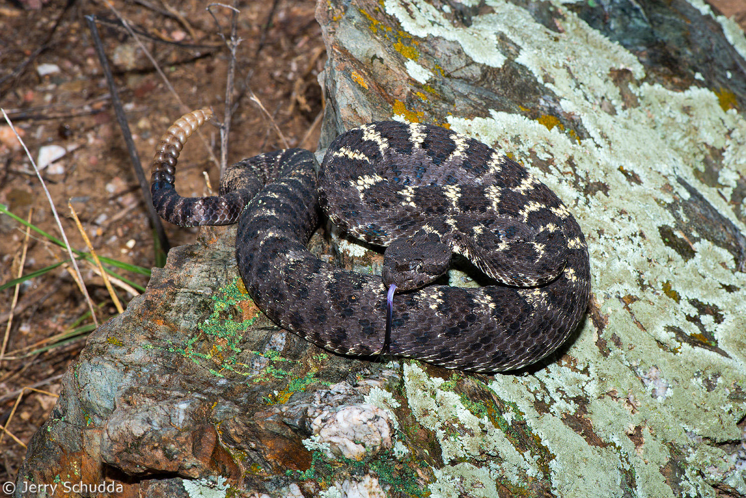 Arizona Black Rattlesnake 9         
