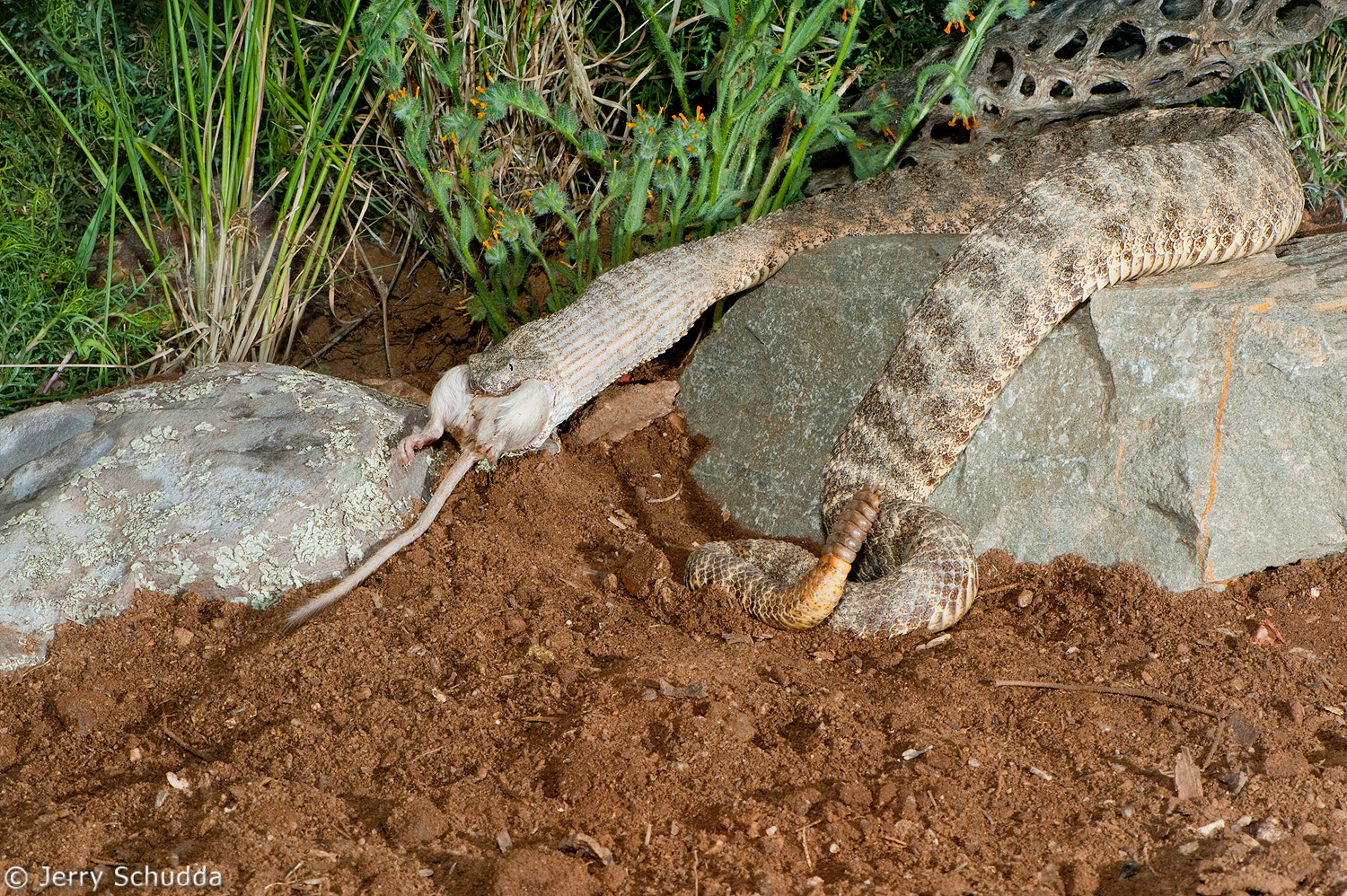 Tiger Rattlesnake           