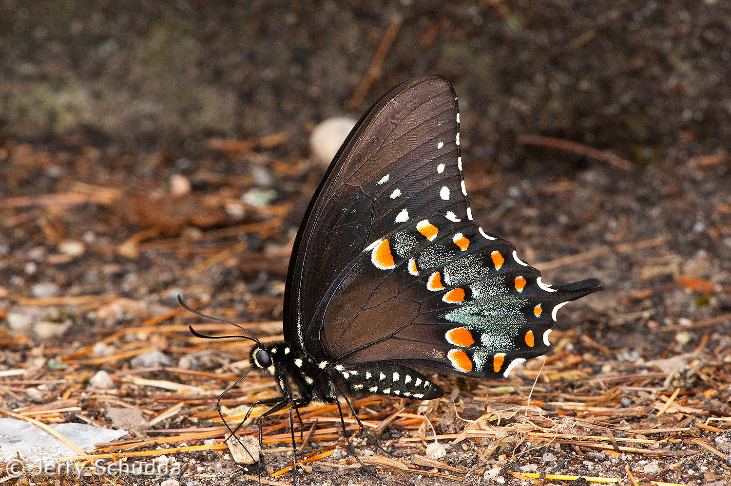 Spicebush Swallowtail Butterfly 1         
