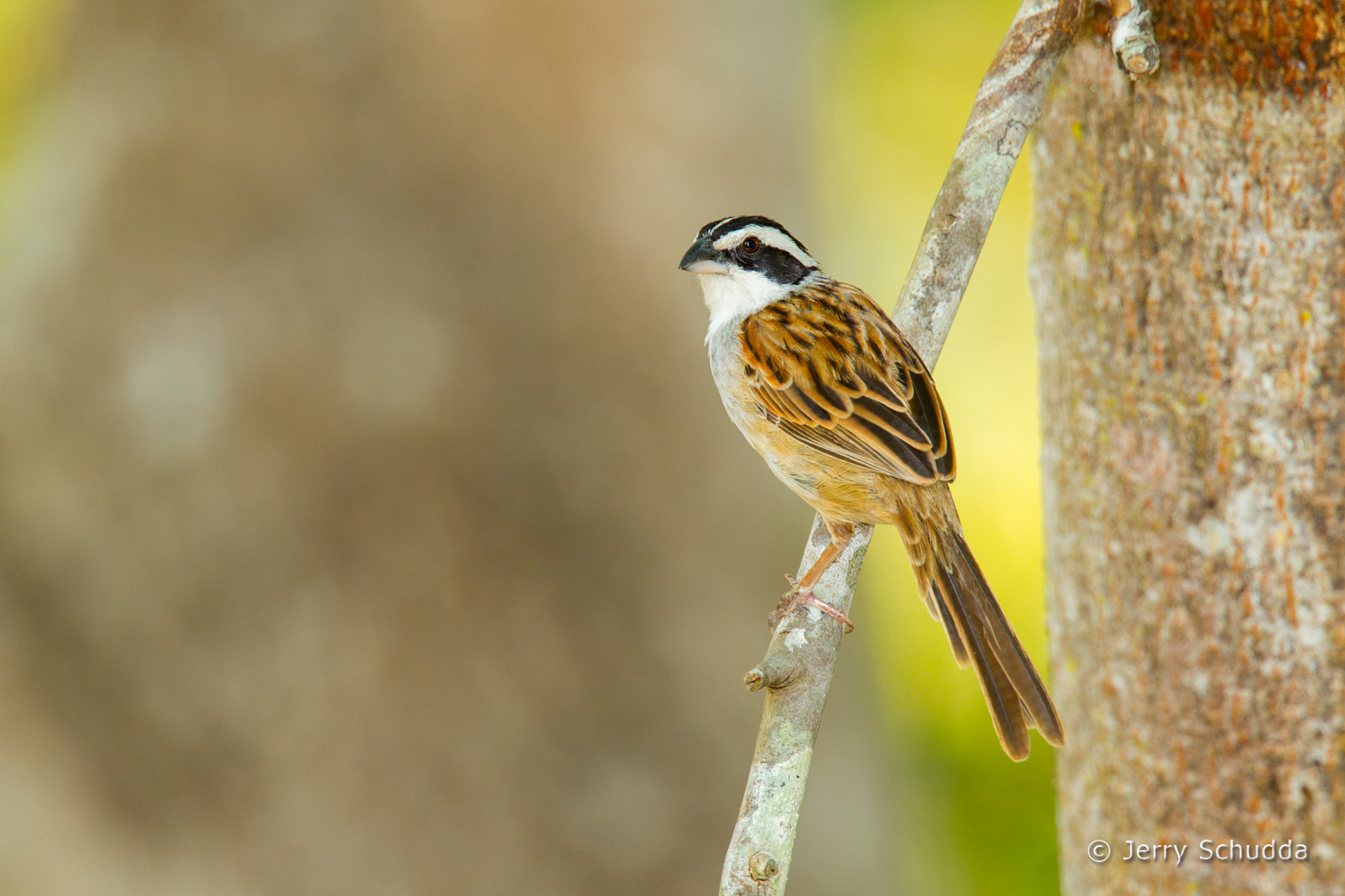 Stripe-headed Sparrow 2          
