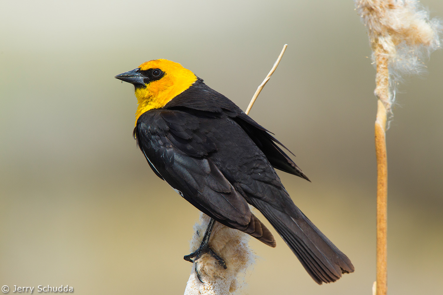 Yellow-headed Blackbird           