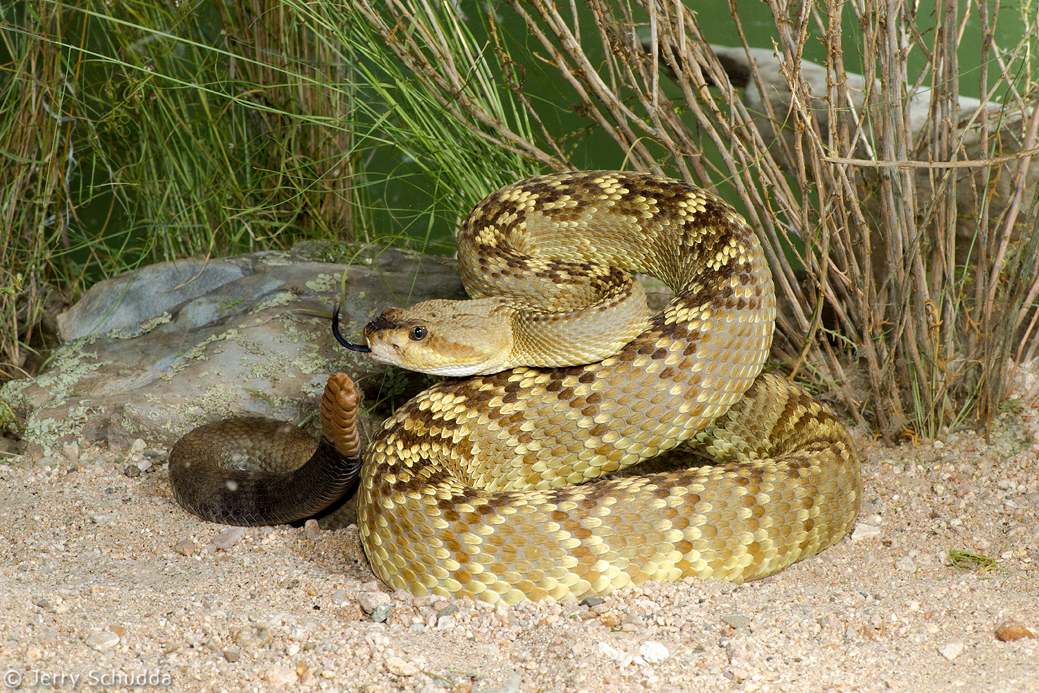 Black-tailed Rattlesnake           