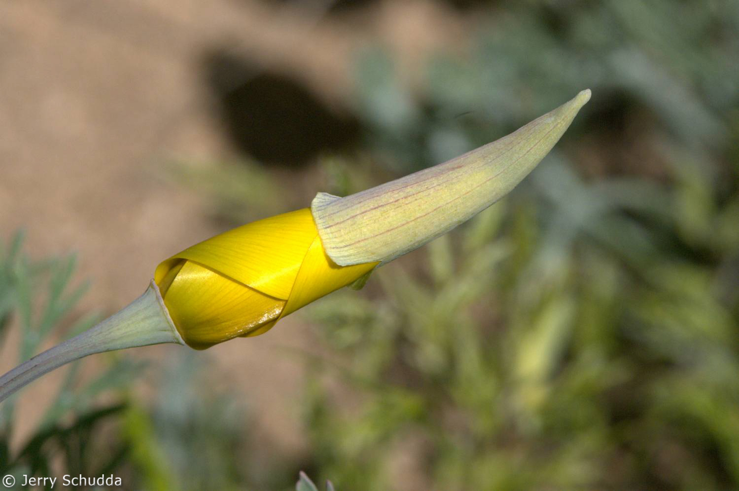 Mexican Gold Poppy bud         