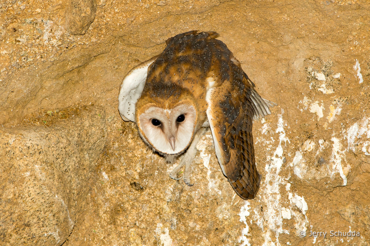 Barn Owl 17