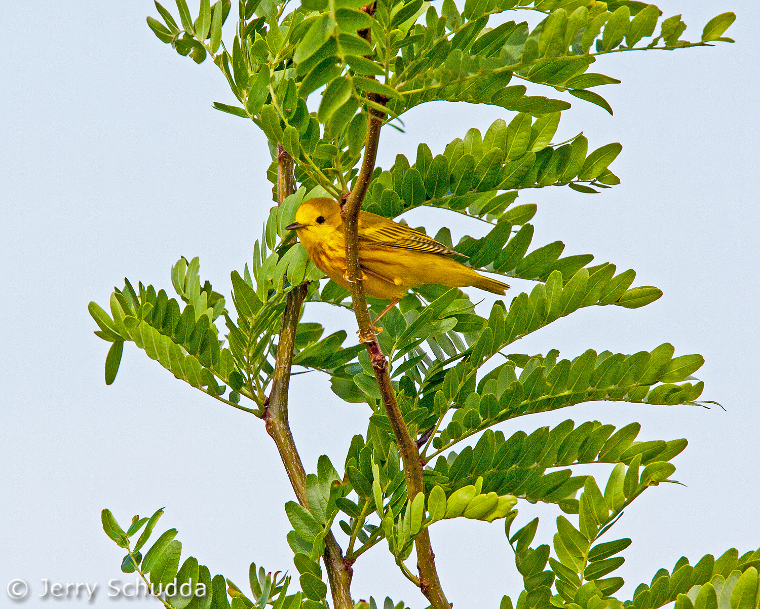 Yellow Warbler 2          