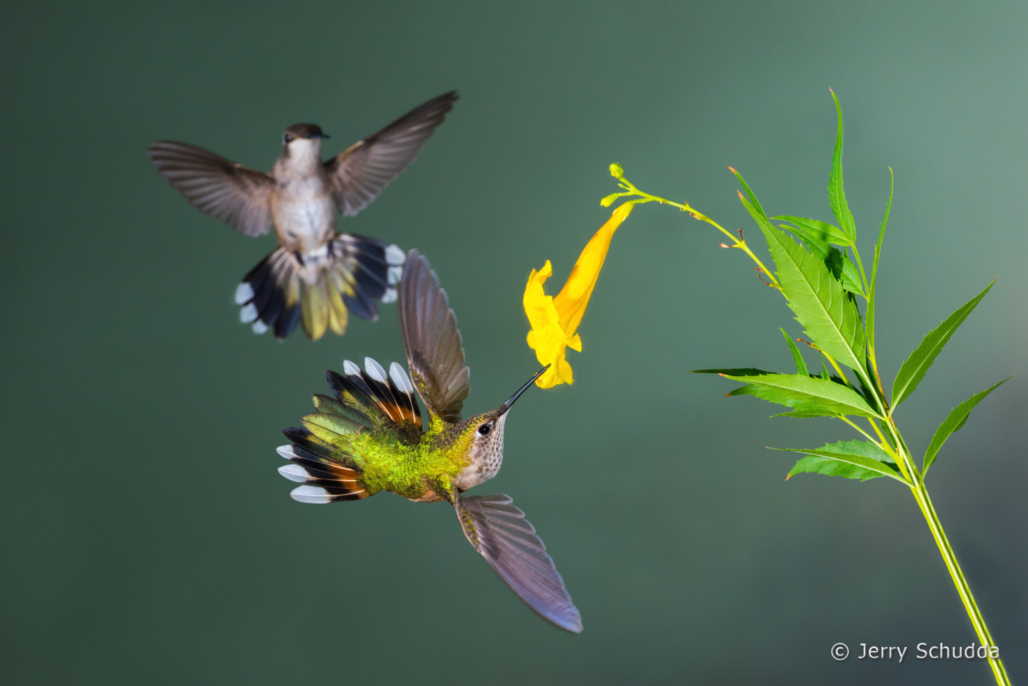 Broad-billed Hummingbird  6         