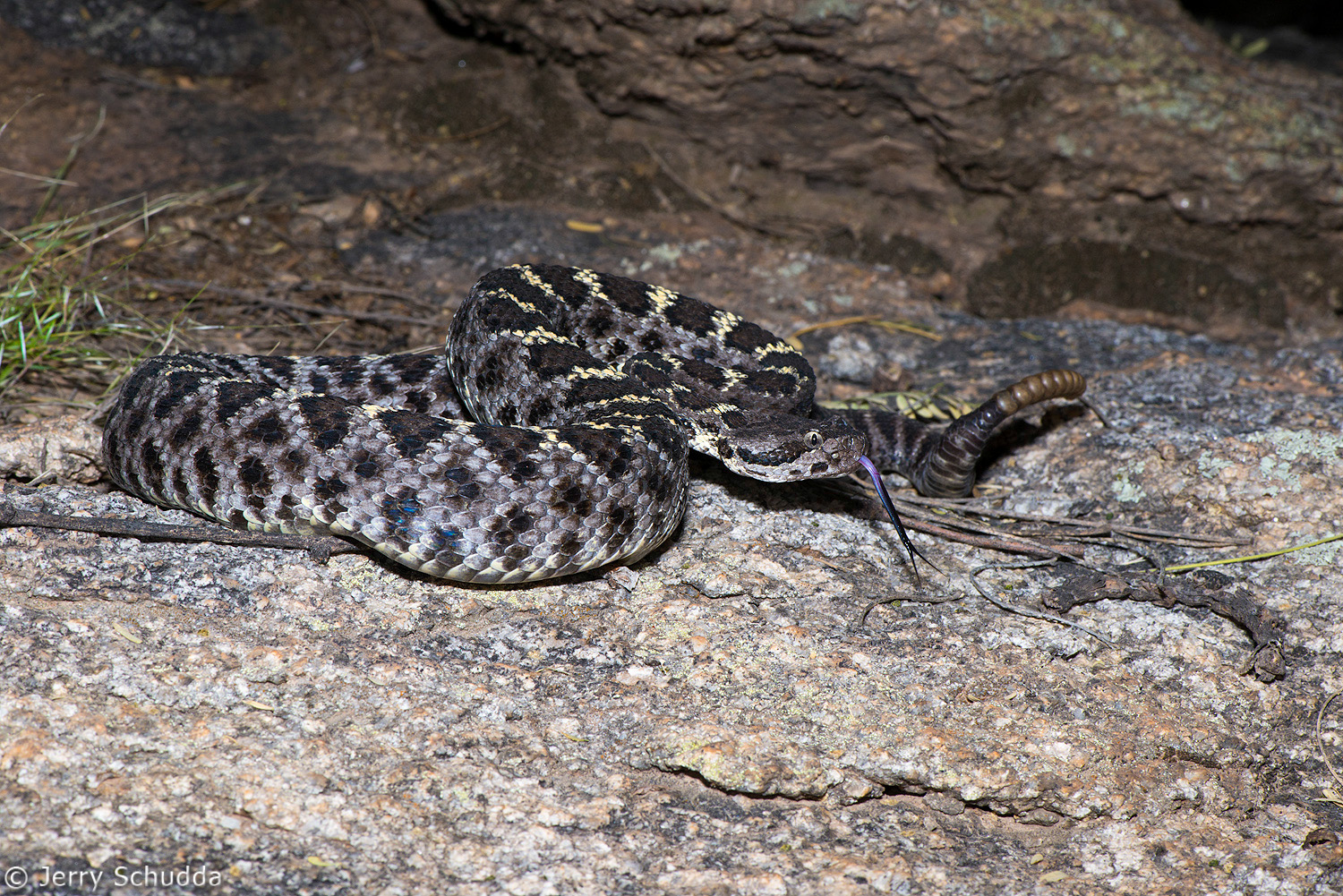 Arizona Black Rattlesnake          